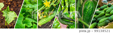Collage of vegetables cucumber. Healthy eating concept. Gardening, banner background Collage of vegetables cucumber. Healthy eating concept. Gardening, banner background 99138521