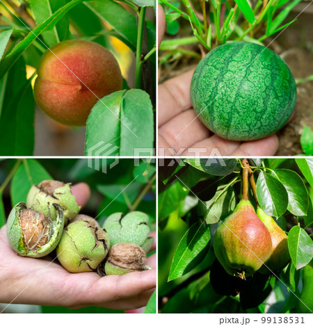 Harvest collage peaches, watermelons, walnuts, pears collage. Square format 99138531