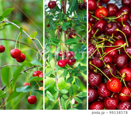 Ripe cherries in the garden. Collage, Background banner, square 99138578
