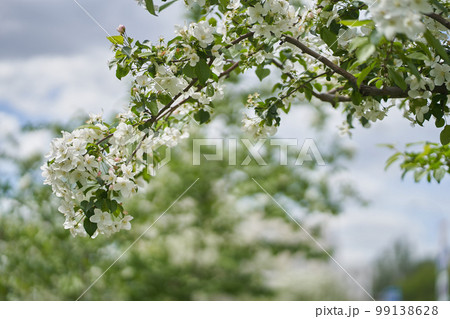 Branches of a blooming apple tree against a background of white clouds. White flowers on a tree. Petals, pistils, stamens, buds and leaves. With a space to copy. High quality photo Branches of a blooming apple tree against a background of white clouds. White flowers on a tree. Petals, pistils, stamens, buds and leaves. With a space to copy. High quality photo 99138628