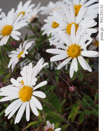 ナカガワノギク(那賀川野菊)の白い花 Chrysanthemum yoshinaganthum ナカガワノギク(那賀川野菊)の白い花 Chrysanthemum yoshinaganthum 99139132