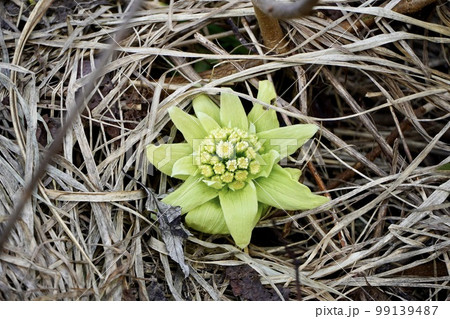 春のお便り・ふきのとう 99139487