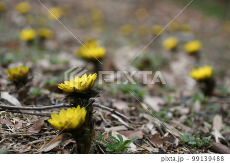 ♪春が来た♪ 春を告げる福寿草 99139488