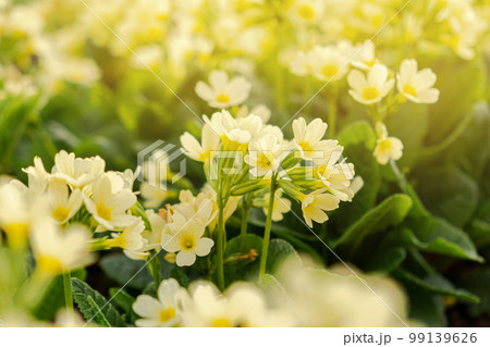 Easter concept. Primrose Primula with yellow flowers in flowerbed in spring time. Inspirational natural floral spring or summer blooming garden or park. Hello spring 99139626