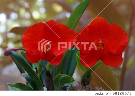 カトレア・コッキネア(コクシネア) Cattleya coccinea 洋ランの原種 カトレア・コッキネア(コクシネア) Cattleya coccinea 洋ランの原種 99139679