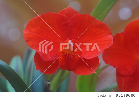 カトレア･コッキネア（コクシネア）　Cattleya coccinea　洋ランの原種 99139680