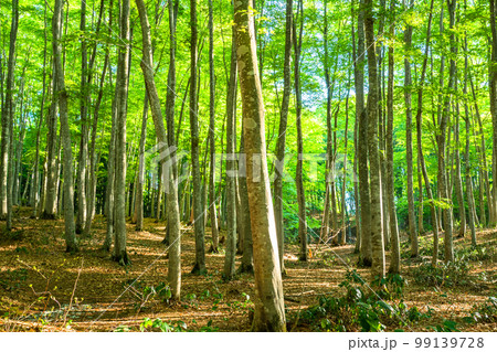 新緑・エコイメージ 新緑・エコイメージ 99139728