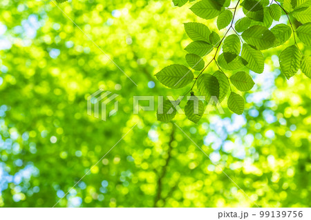 新緑・エコイメージ 99139756