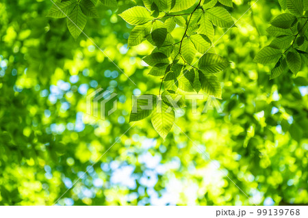 新緑・エコイメージ 99139768