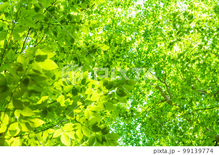新緑・エコイメージ 99139774