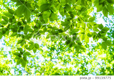 新緑・エコイメージ 99139775