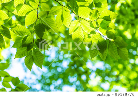 新緑・エコイメージ 99139776