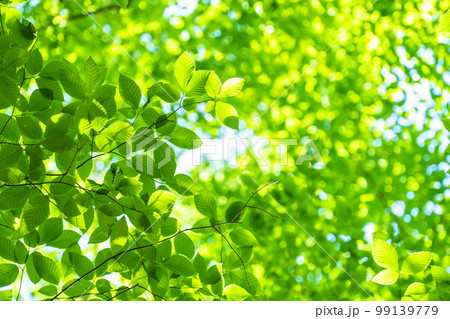 新緑・エコイメージ 99139779