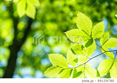 新緑・エコイメージ 99139780