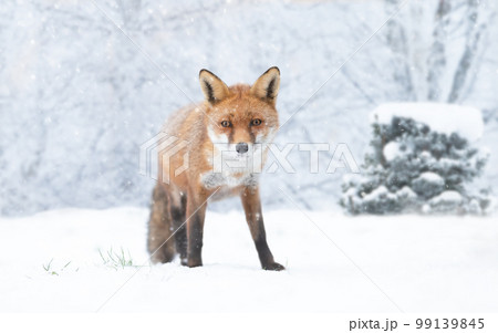 Close-up of a Red fox in winter 99139845