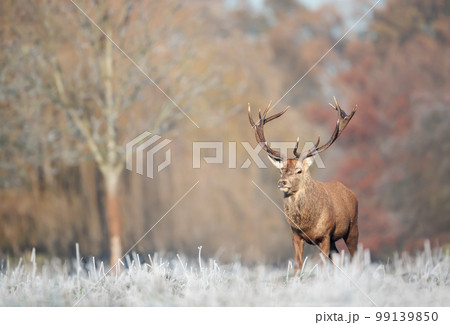 Close up of a Red deer stag in winter 99139850
