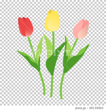 Tulip Tulip 99139983