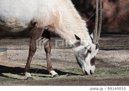 アラビアオリックス 99140050