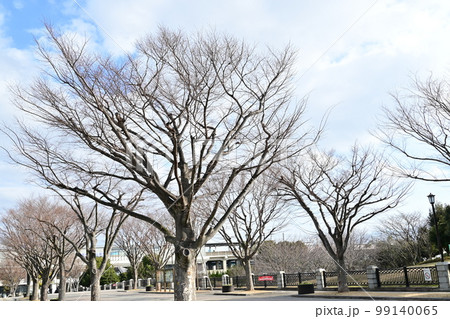 葛西臨海公園中央広場の冬の光景 99140065