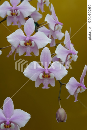 ファレノプシス・シレリアナ Phalaenopsis schilleriana 洋ラン ファレノプシス・シレリアナ Phalaenopsis schilleriana 洋ラン