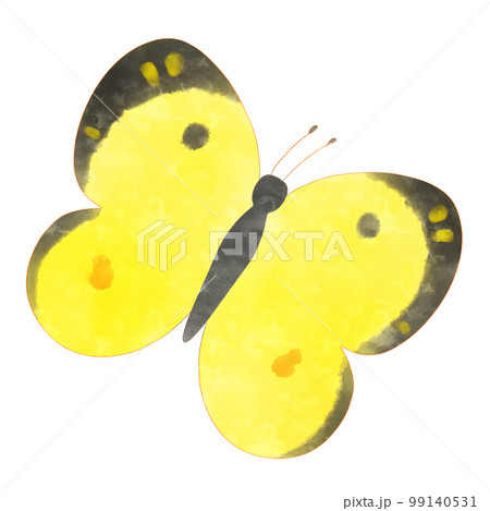 モンキチョウのイラスト素材のイラスト素材 [99140531] - PIXTA