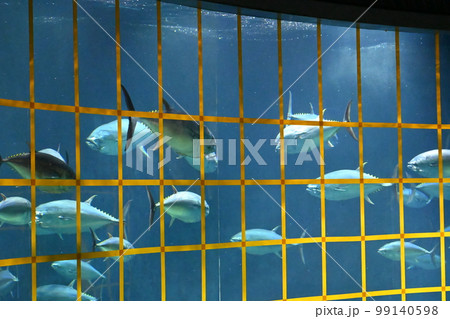 回遊するクロマグロ(葛西臨海水族館) 回遊するクロマグロ(葛西臨海水族館) 99140598