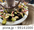 観葉植物のクローズアップ 99141000