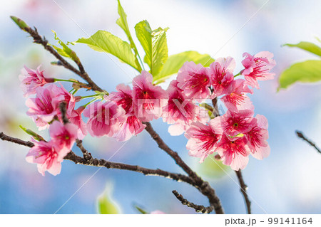 琉球寒緋桜と青空 99141164