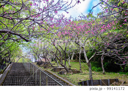 桜咲く八重瀬公園 桜咲く八重瀬公園 99141172