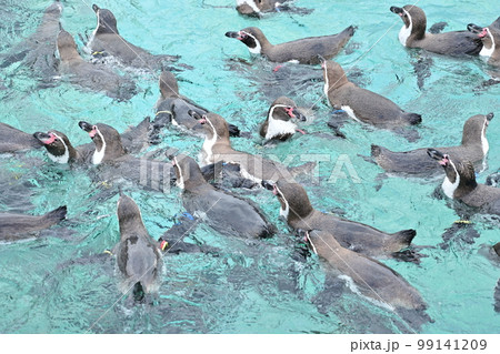給餌の時間を待つペンギンの群れ(葛西臨海水族館) 給餌の時間を待つペンギンの群れ(葛西臨海水族館) 99141209