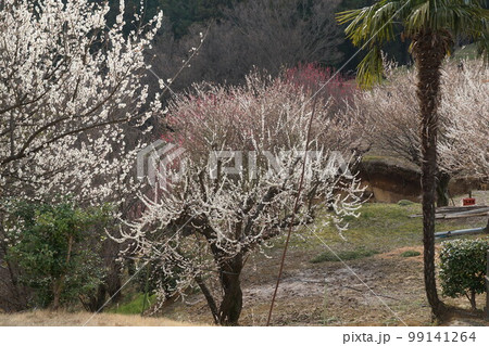 早春の花桃の丘に咲く紅梅白梅 早春の花桃の丘に咲く紅梅白梅 99141264