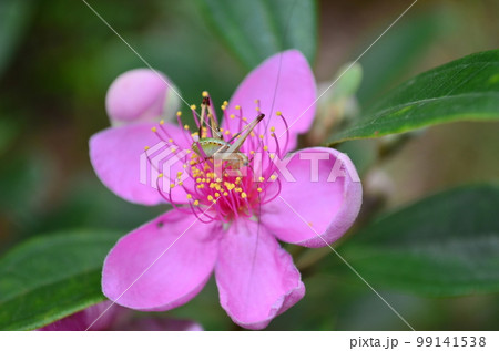 Close up of Downy myrtle flower. Rhodomyrtus tomentosa Close up of Downy myrtle flower. Rhodomyrtus tomentosa 99141538