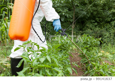Farmer spraying toxic pesticides in the vegetable garden 99141637