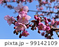 河津桜 99142109