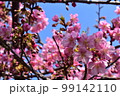 河津桜 99142110