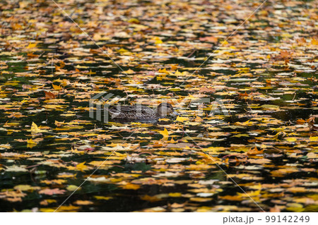 紅葉の池で泳ぐ鴨 紅葉の池で泳ぐ鴨 99142249