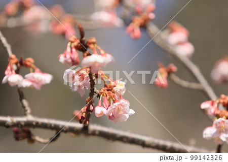満開の桜　ふんわりの桜　サクラ　開花　春イメージ 99142326