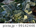 ブロッコリー　畑 99142446