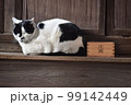神社の猫 99142449