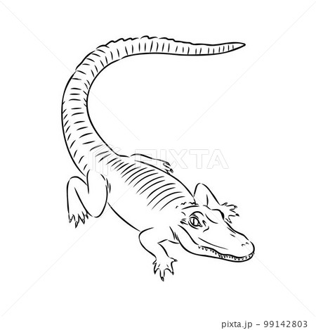 Hand-drawn pencil graphics, crocodile, alligator, croc. Engraving, stencil style. Black and white logo, sign, emblem, symbol. Stamp, seal. Simple illustration. Sketch. 99142803