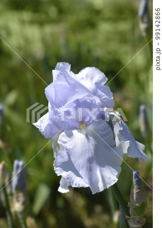 Tall bearded iris Blue Sapphire Tall bearded iris Blue Sapphire 99142866