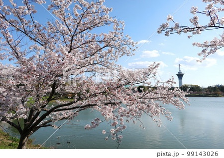 桜、大阪花博記念公園鶴見緑地 桜、大阪花博記念公園鶴見緑地 99143026