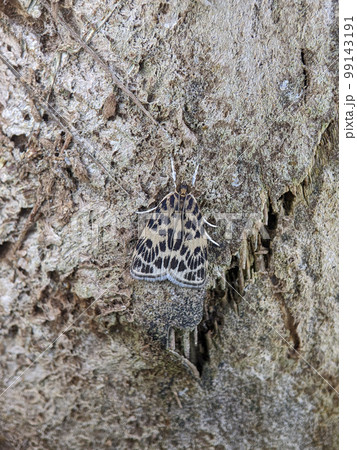 Eucereon on a tree. Eucereon is a genus of tiger moths in the family Erebidae. The genus was erected by Jacob Hübner Eucereon on a tree. Eucereon is a genus of tiger moths in the family Erebidae. The genus was erected by Jacob Hübner 99143191