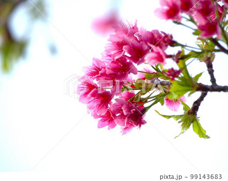 日本で一番早く咲く桜 八重桜 日本で一番早く咲く桜 八重桜 99143683
