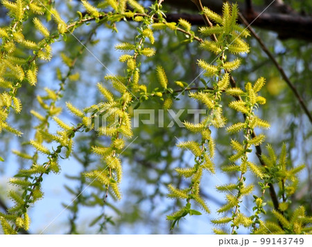 柳の花 柳の花 99143749