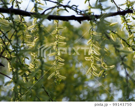 柳の花 99143750