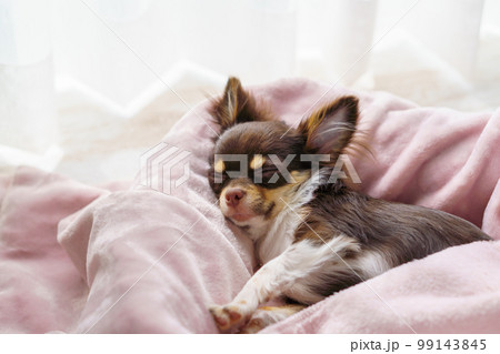 リビングの窓辺で昼寝するチワワの子犬 99143845
