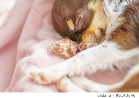 チワワの子犬の寝顔と肉球 99143846