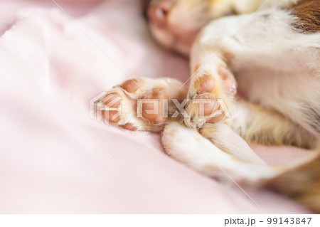 おやすみ中の子犬の肉球 99143847