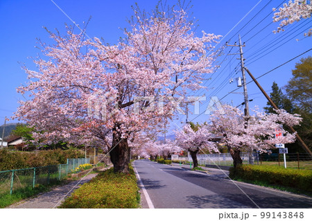 秩父長瀞　桜並木 99143848